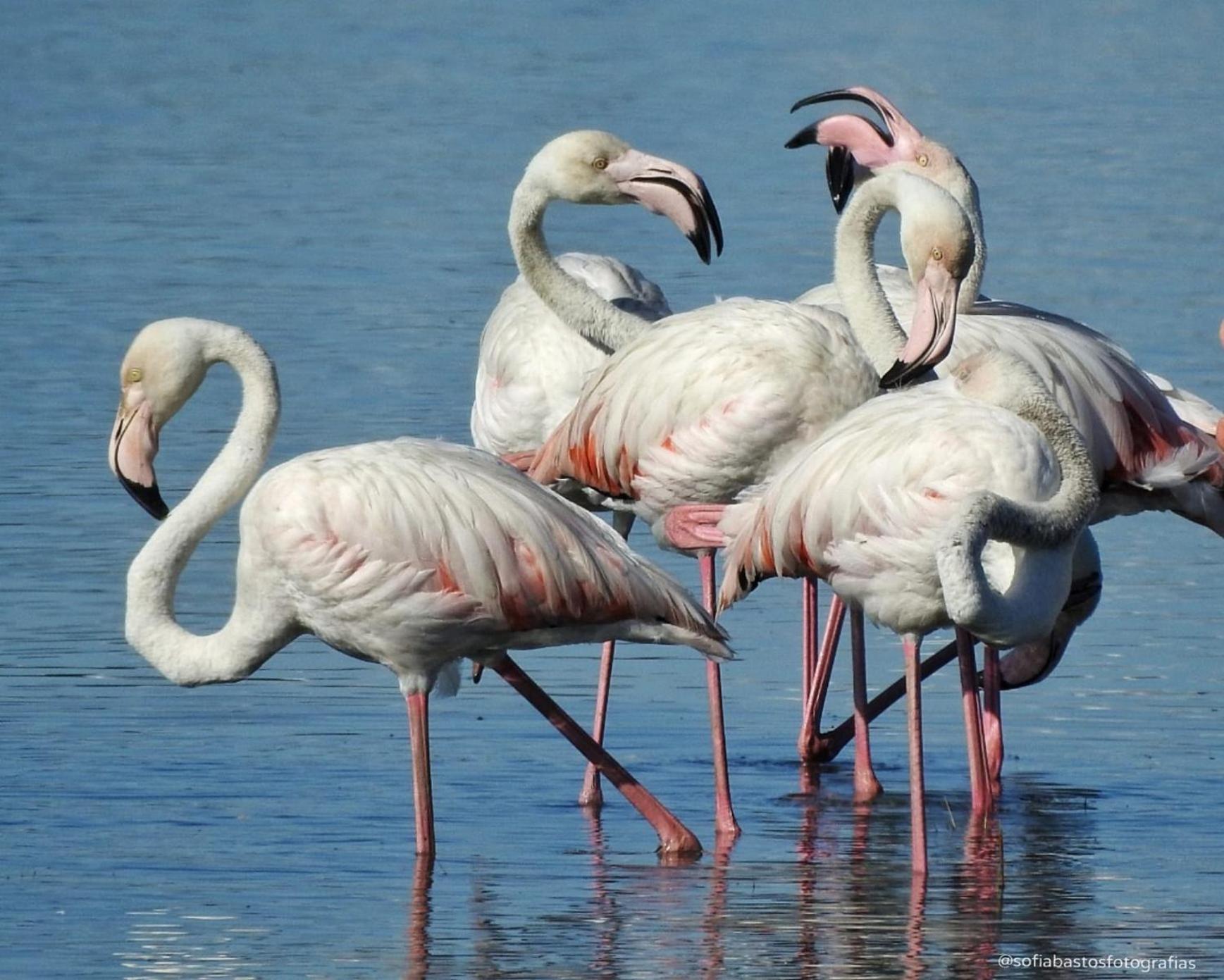 Flamingo'S Bay Otel Corroios Dış mekan fotoğraf